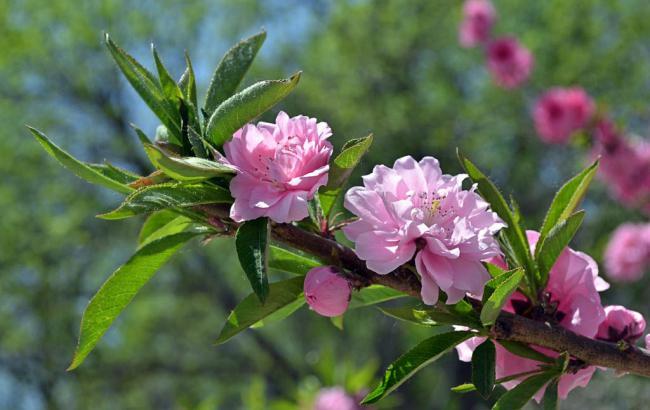 苹果游戏免广告(苹果游戏免广告神器)