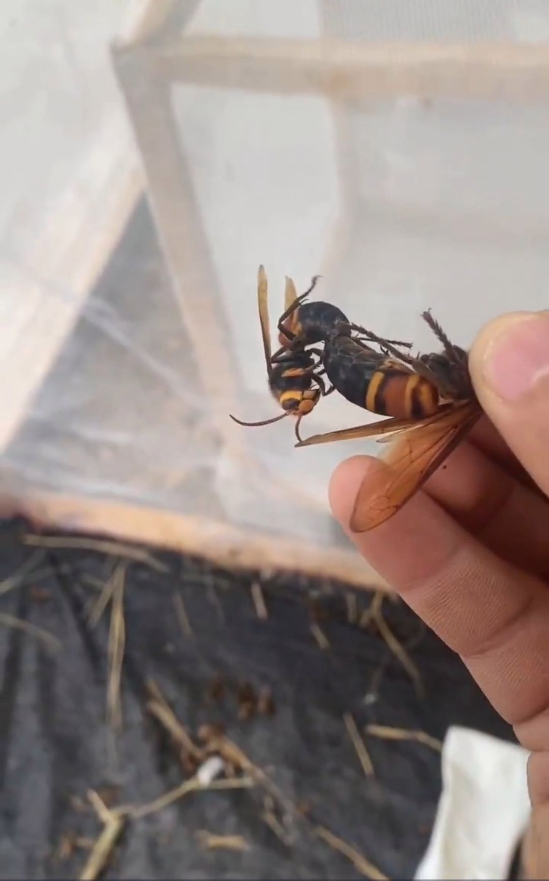 魔力宝贝异型蜂属性介绍宠物异型蜂技能强吗 魔力宝贝异型蜂属性介绍宠物异型蜂技能强吗